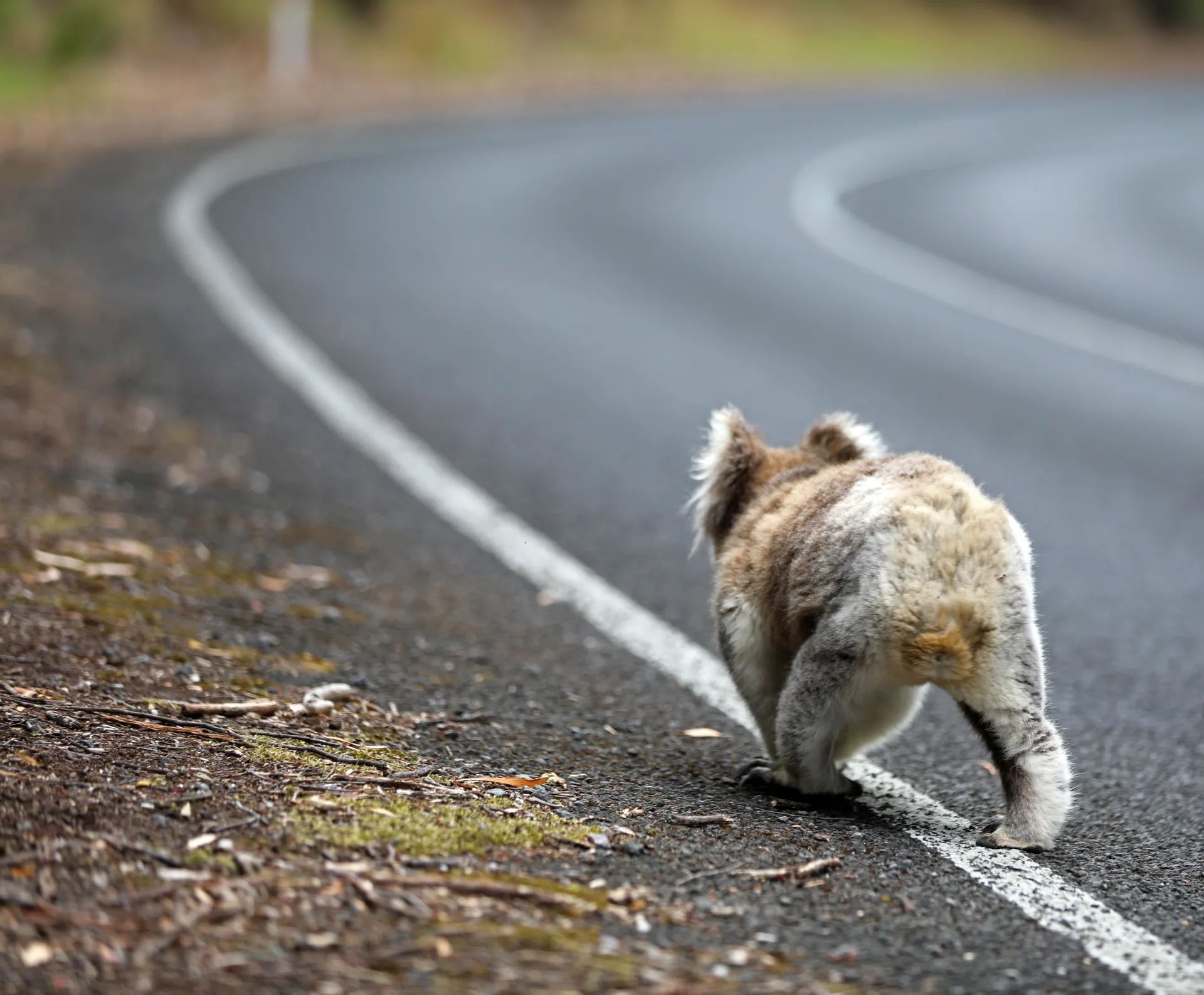 koala walking on road