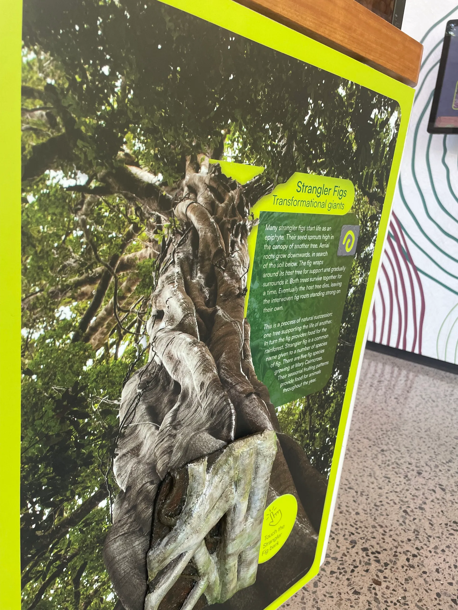 New exhibit at Mary Cairncross Scenic Reserve Rainforest Discovery Centre