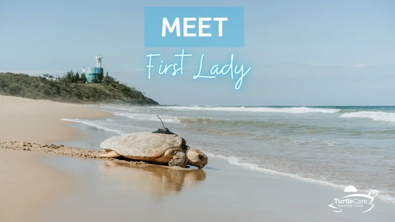 First Lady - one of the turtles to receive a tracker in the 2022 season
