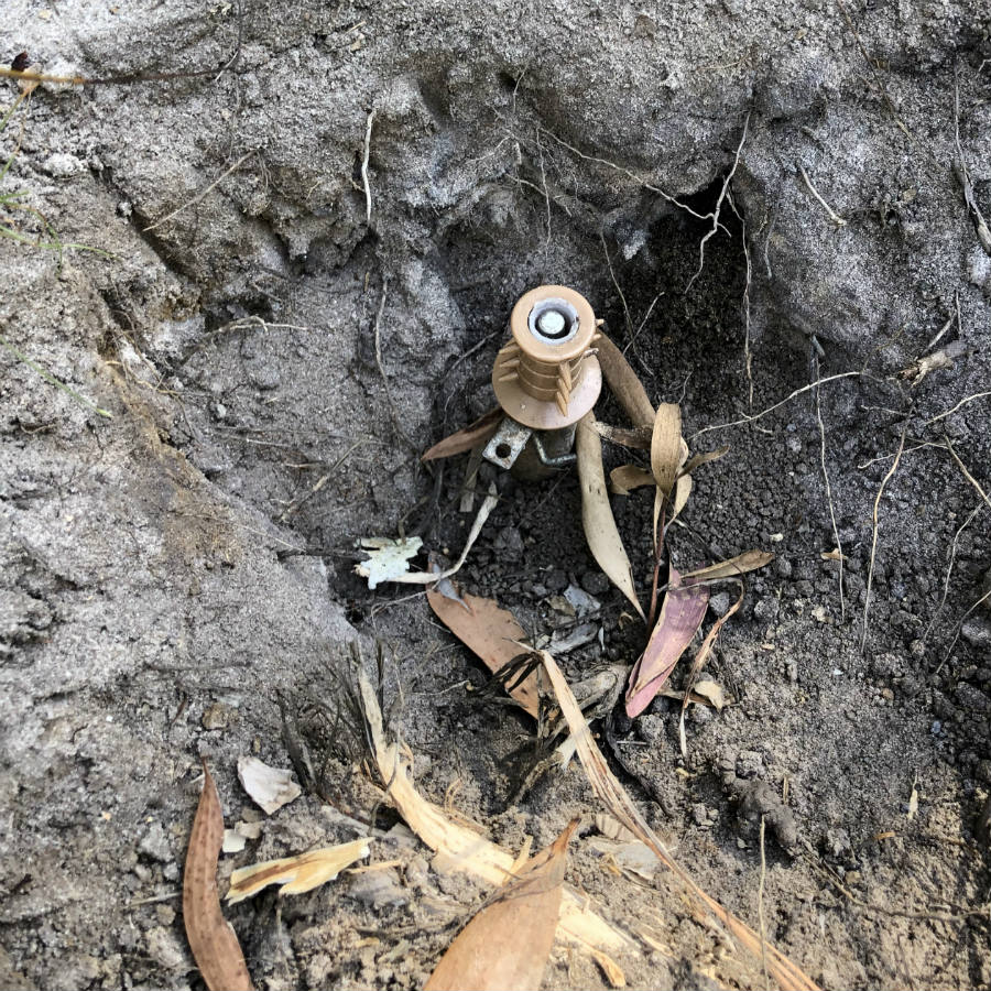 Canid pest injector in a dirt hole with leaves over ground.