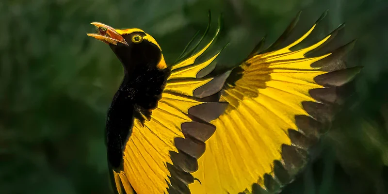 Exhibition: Nature in Focus