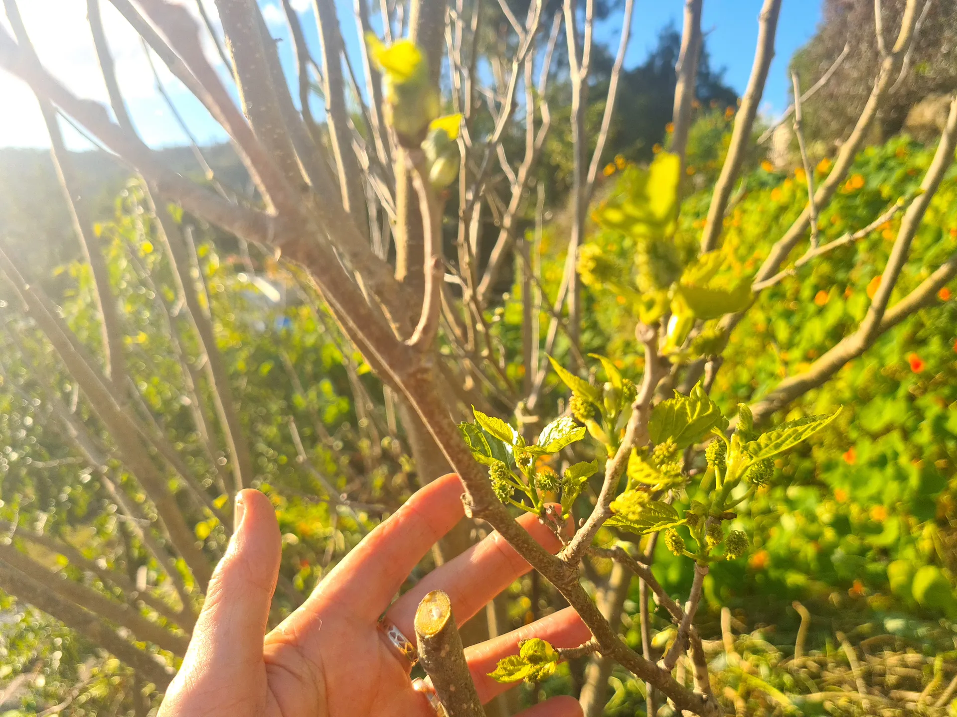 New buds and flowers forming on mulberry