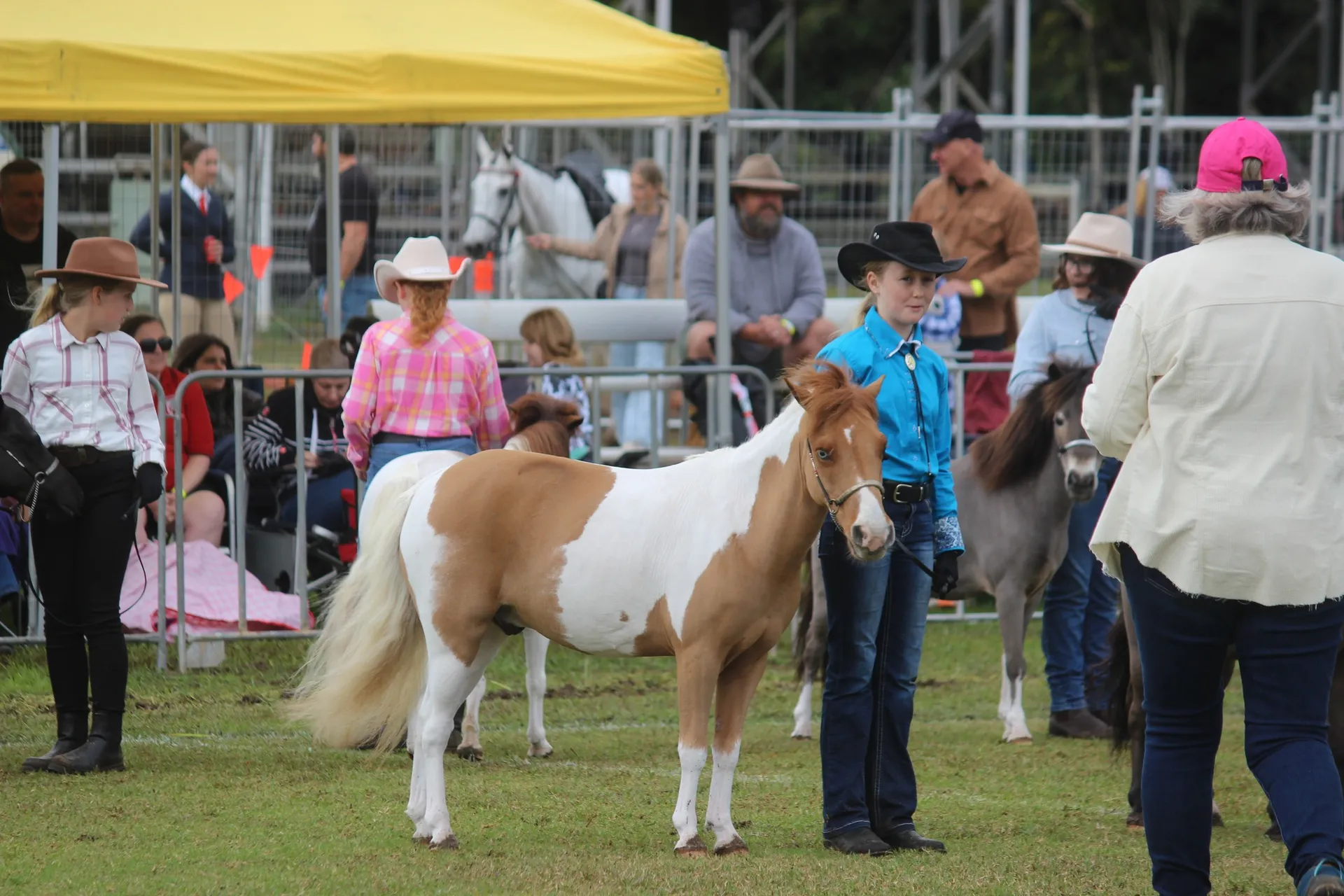 A young lady in a blue shire and jeans standing next to beige and white pony