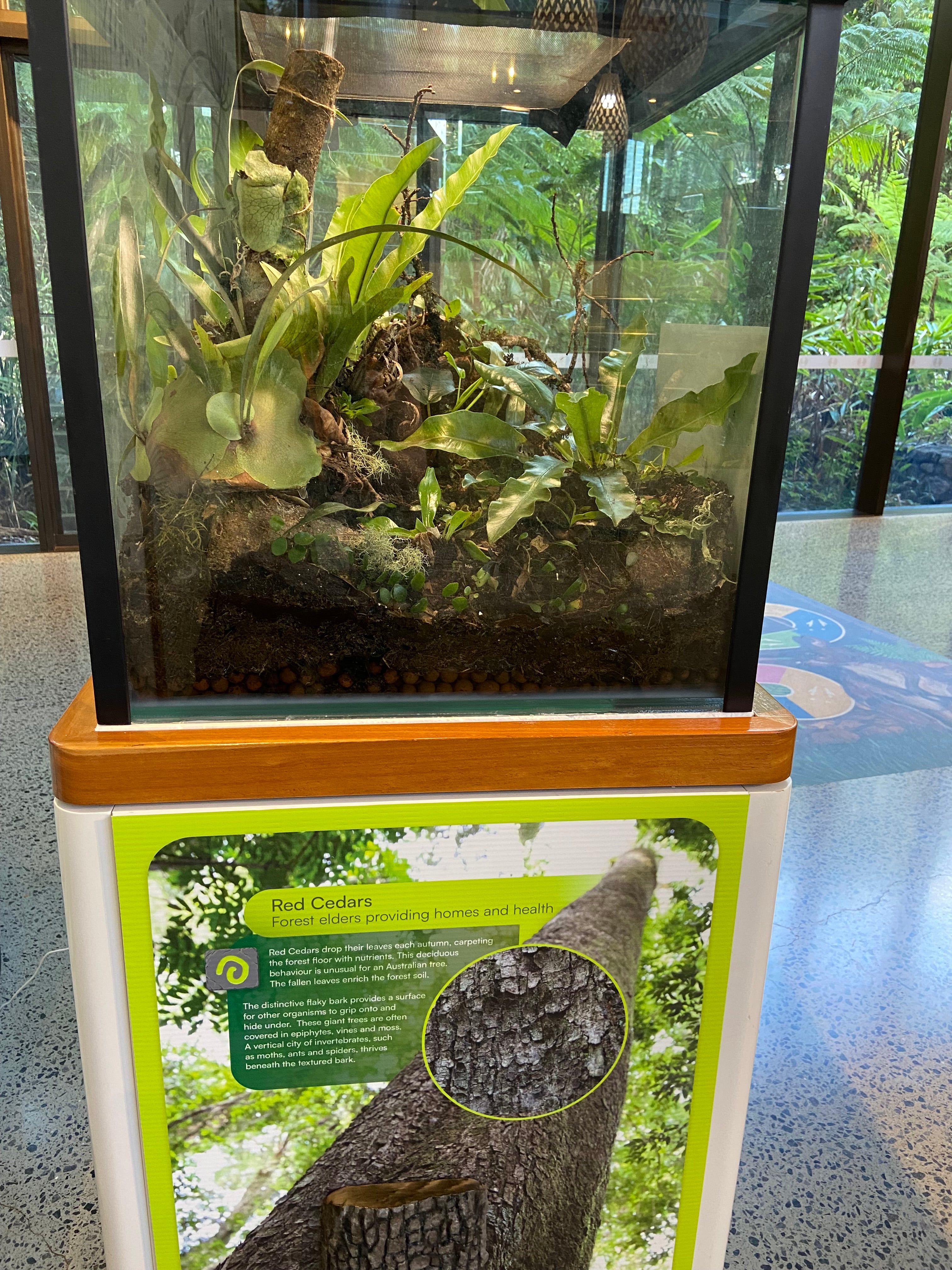 New exhibit at Mary Cairncross Scenic Reserve Rainforest Discovery Centre