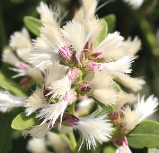 Groundsel bush flowers