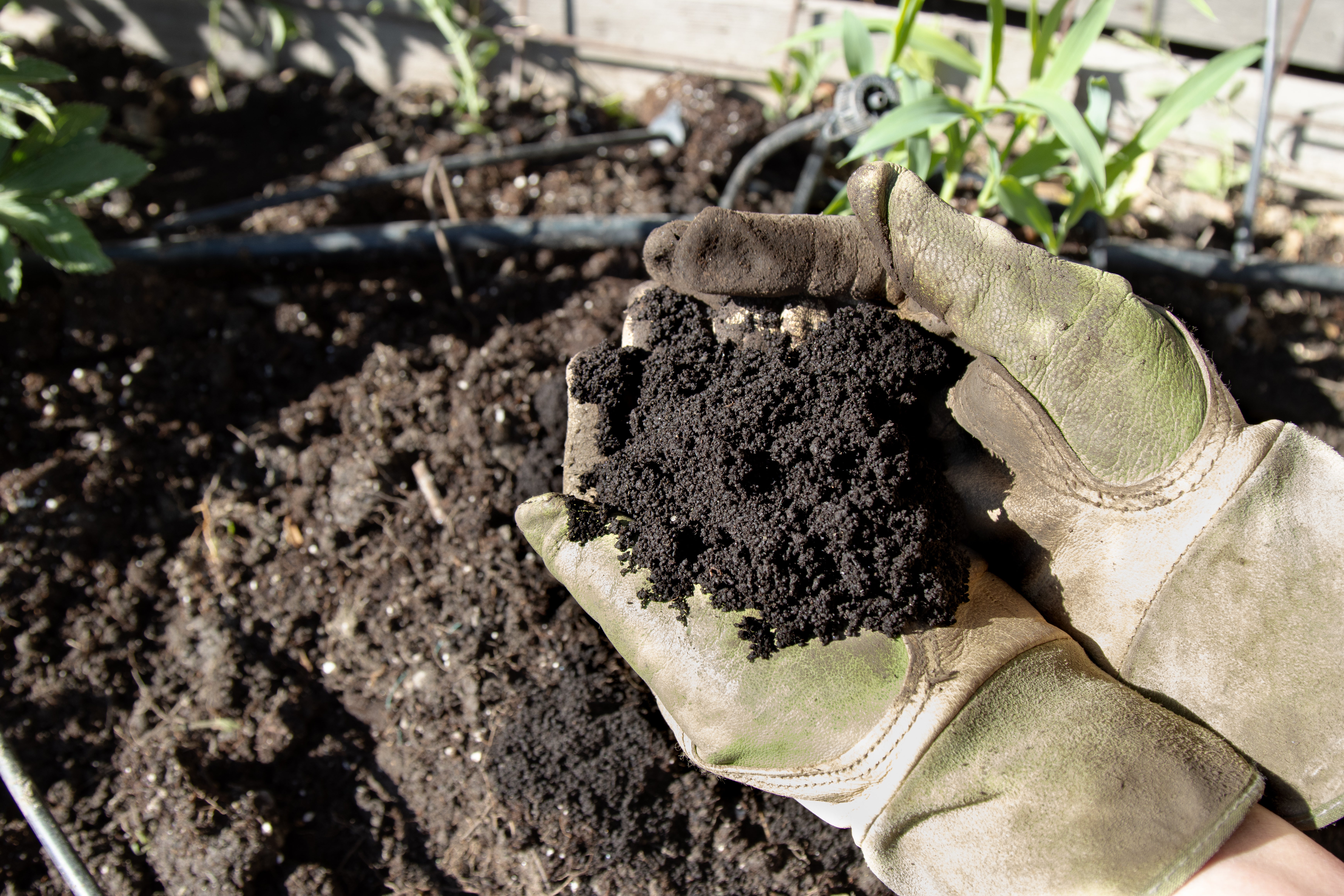 harvesting worm castings