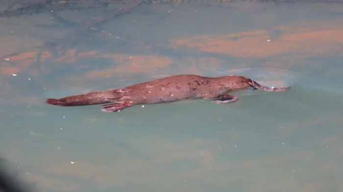 Adventure: Maleny Boardwalk – Platypus Walk