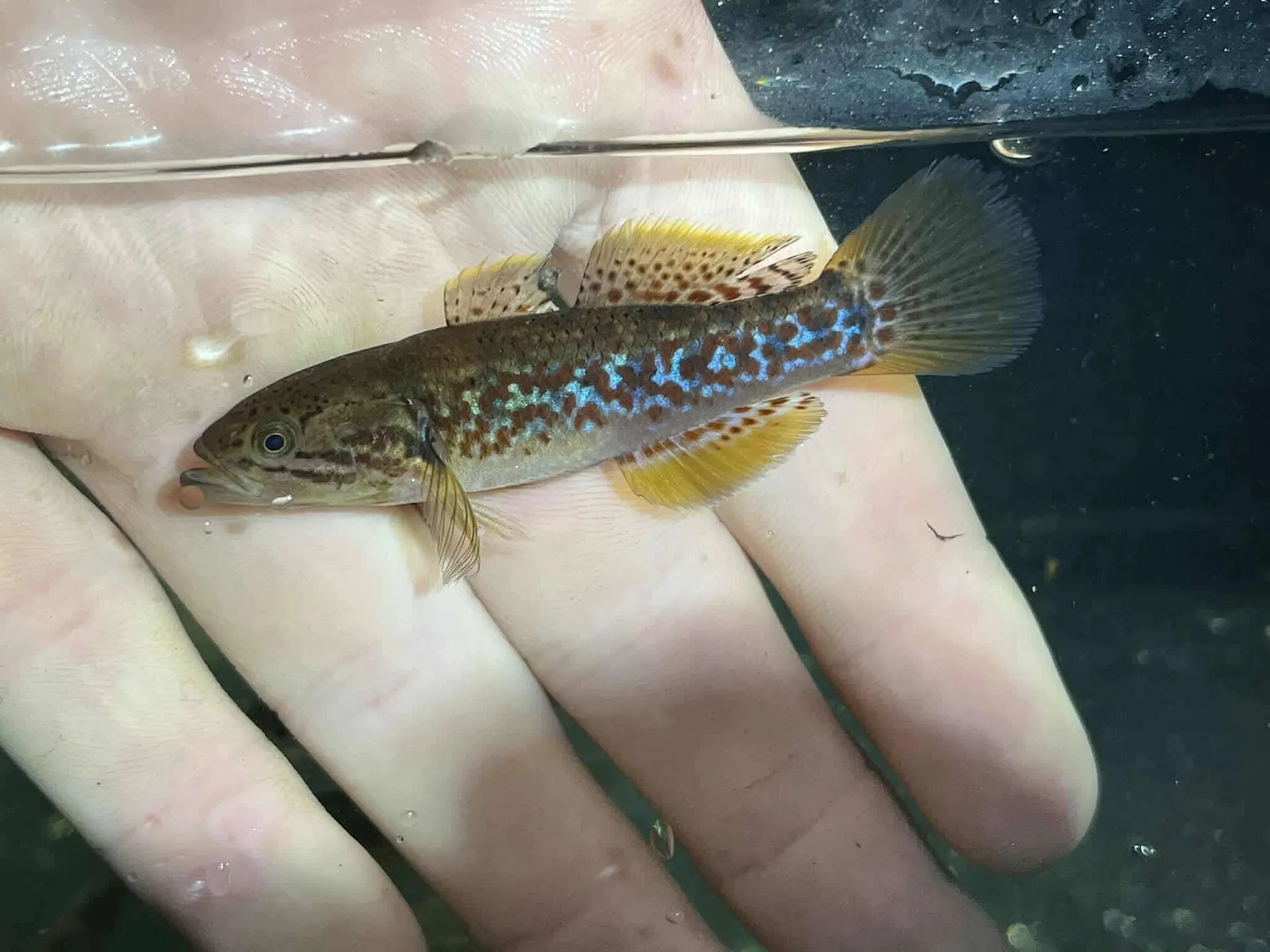 southern purple-spotted gudgeon