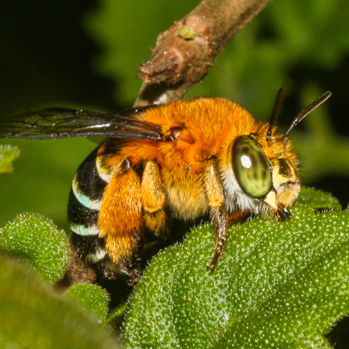Blue banded bee - Rod Edmonds.png