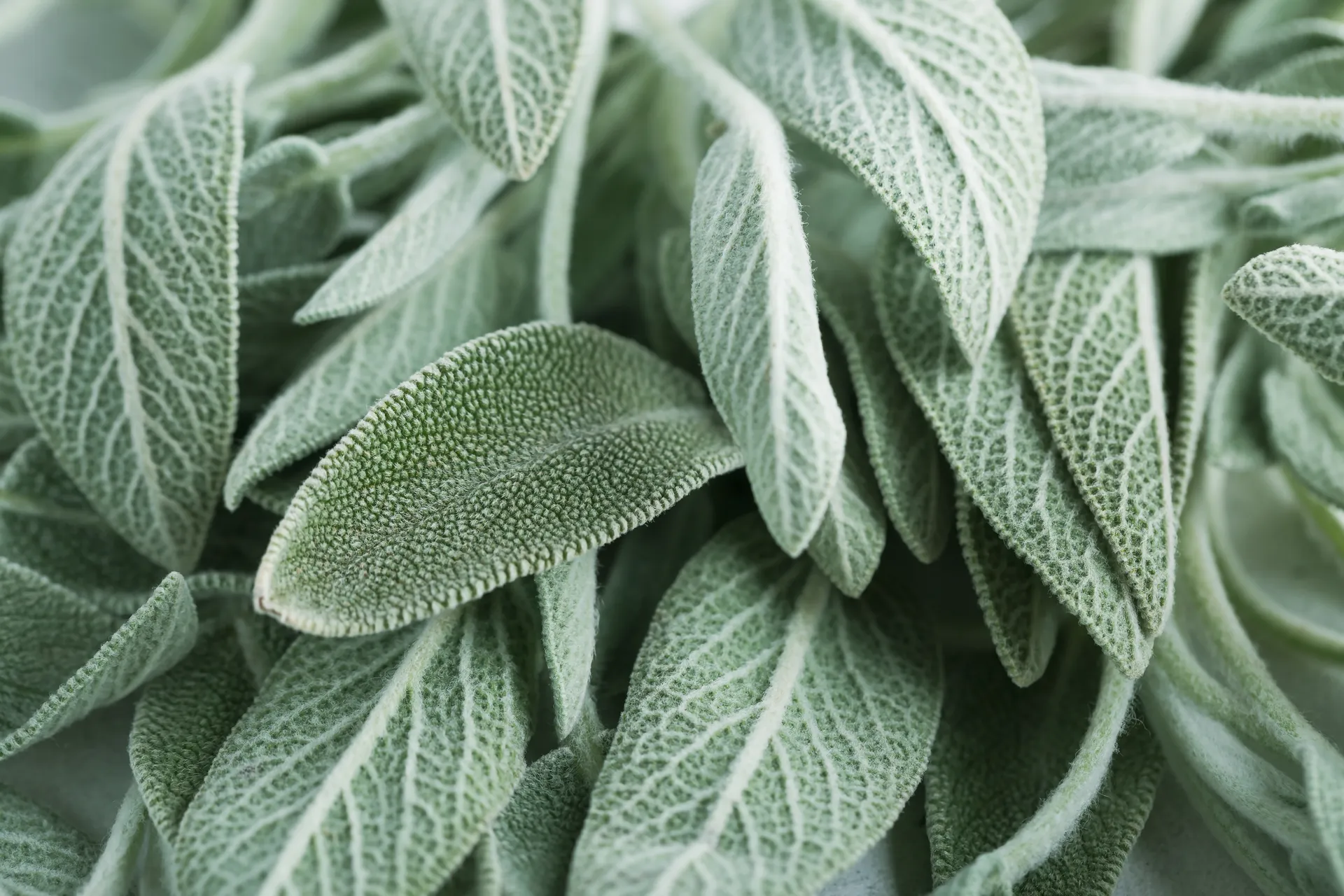 Sage