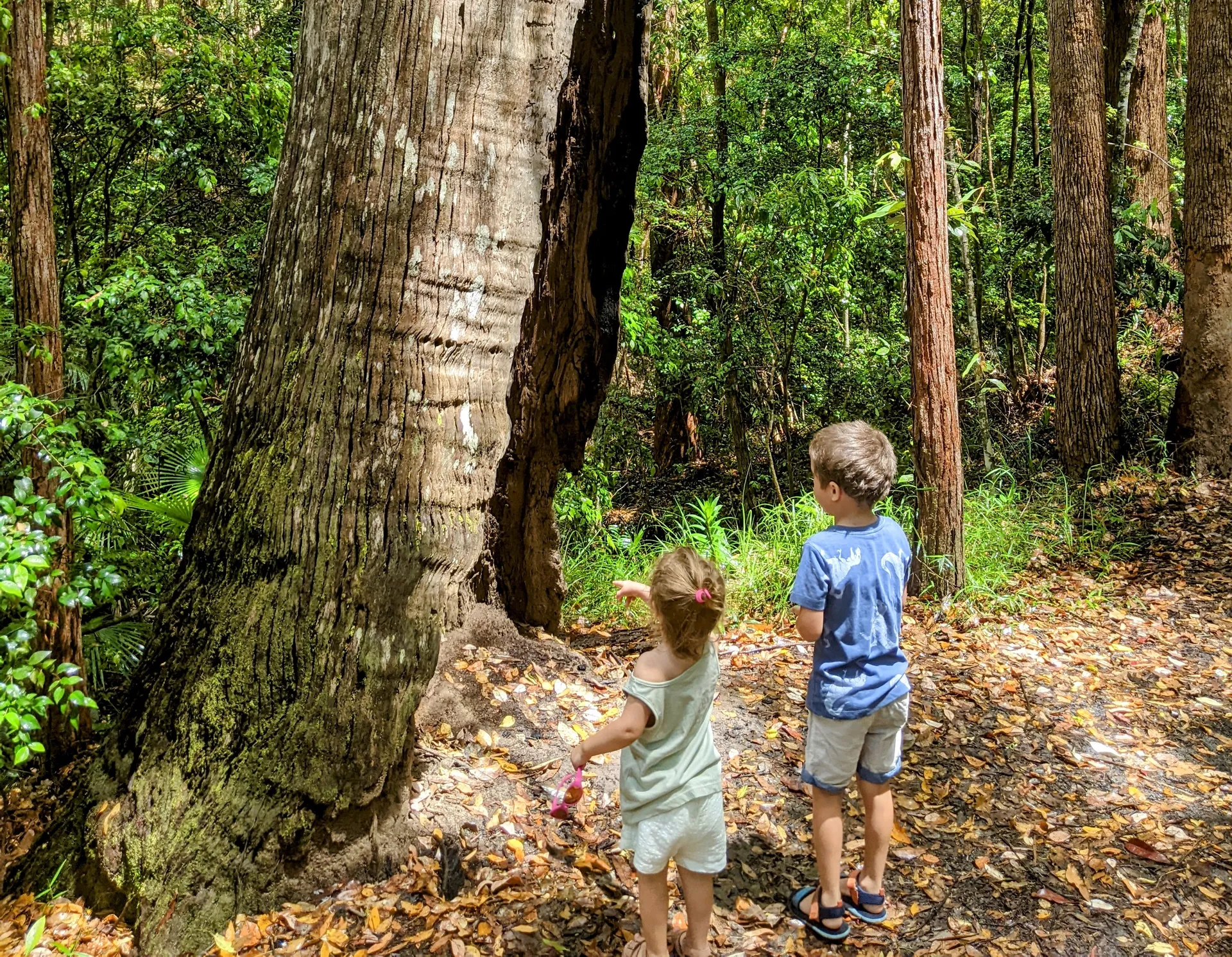Maroochy Bushland Botanic Garden, Lagoon Walk