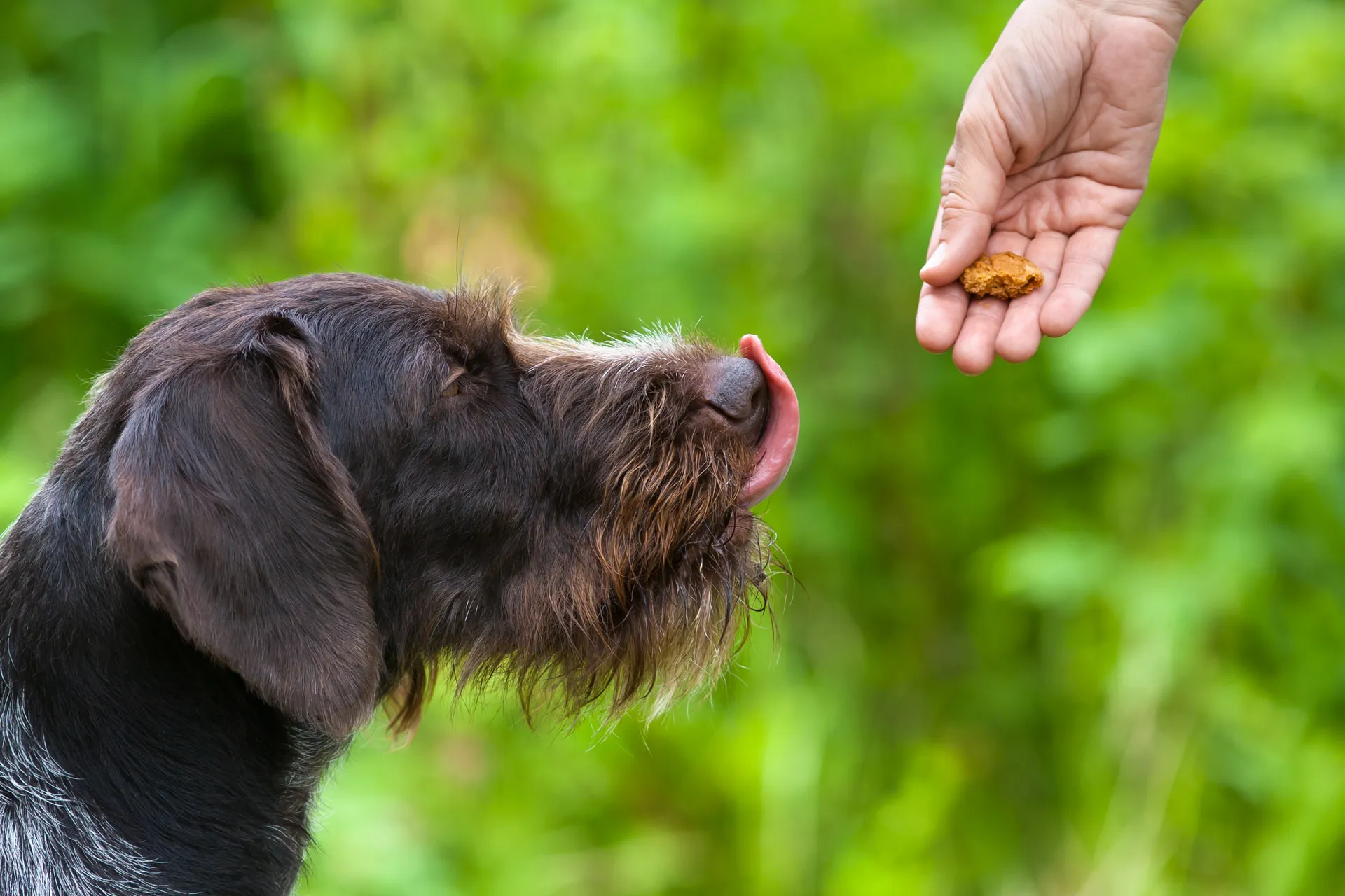 Dog licking its lips for a treat
