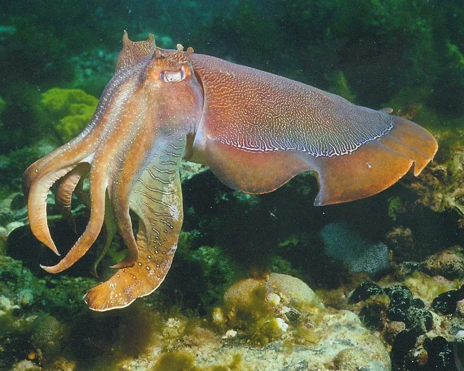 Week%202%20-%20Cuttlefish.jpg