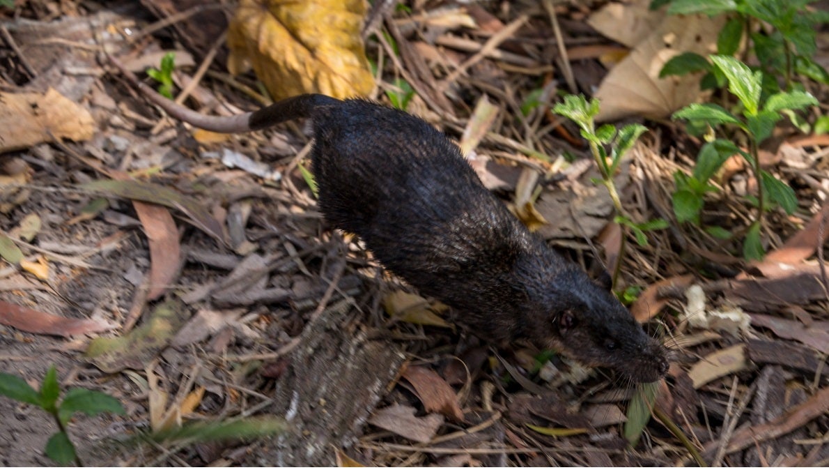 Rakali | Sunshine Coast Council