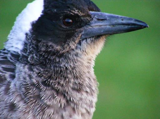 Defensive And Nesting Birds