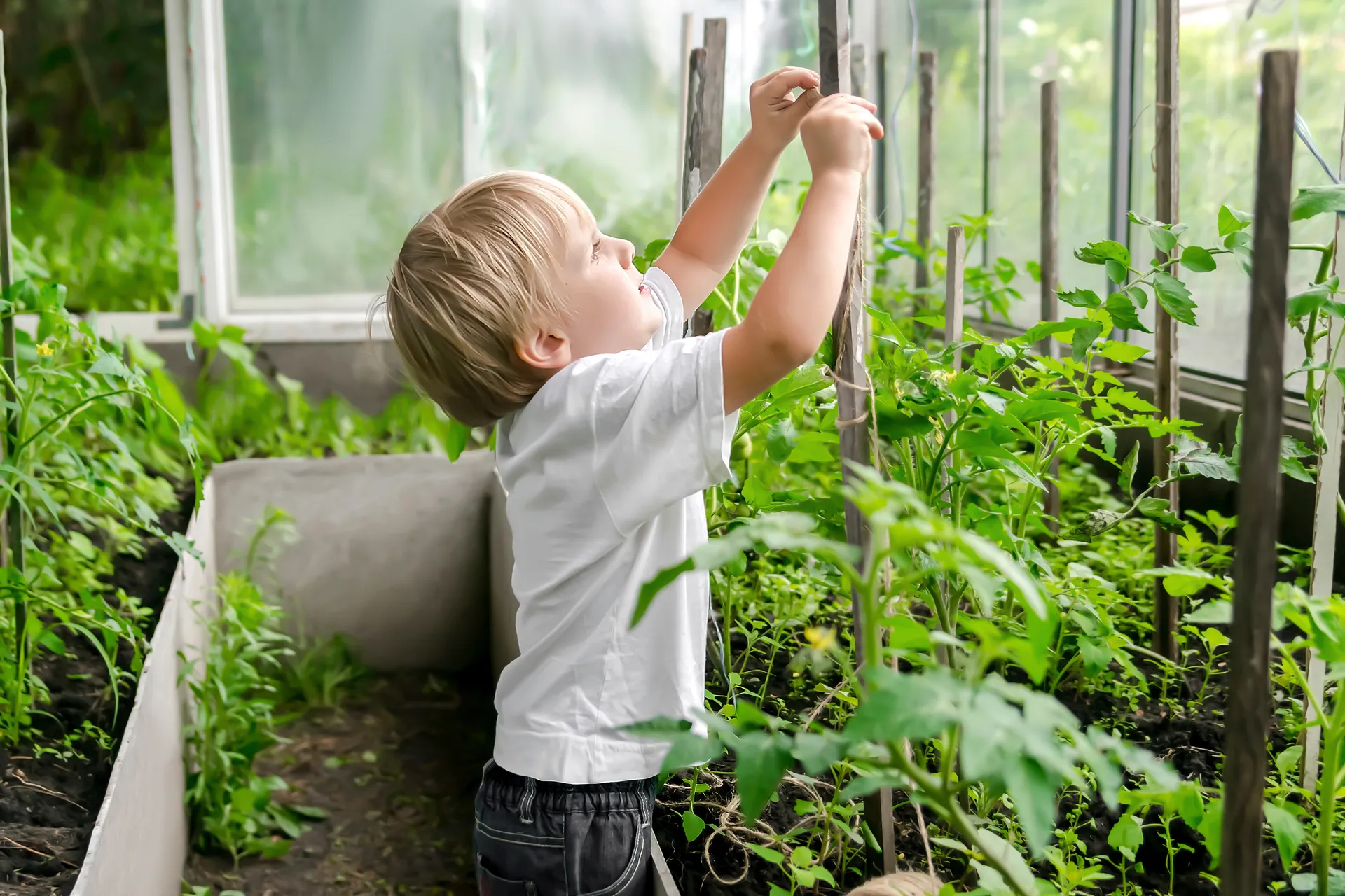 young boy staking tomato plants