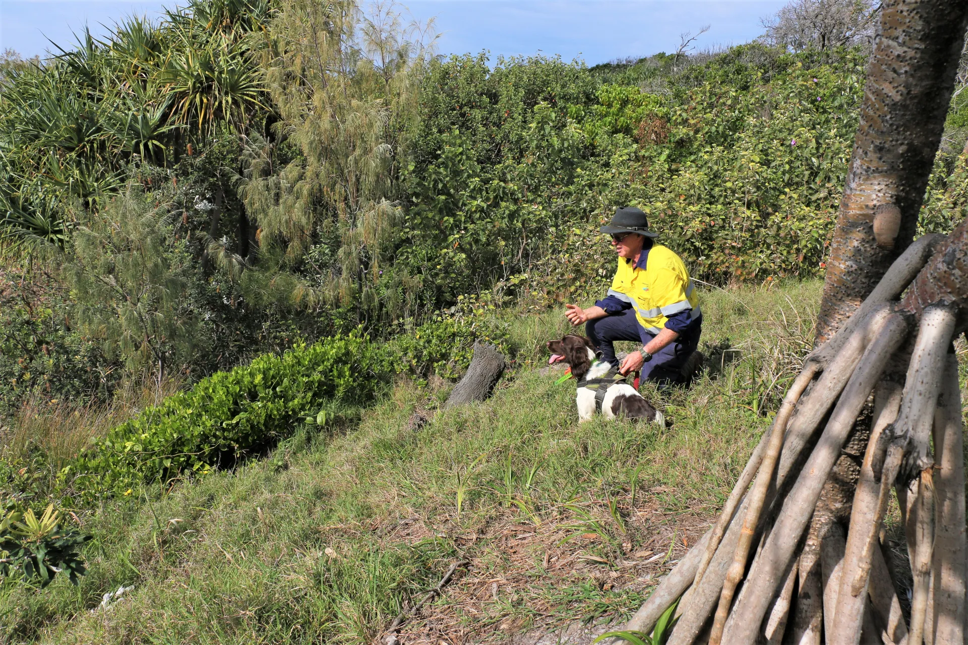 Handler Tom Garrett prepares to deliver instructions to Cooper to sniff out fox dens.