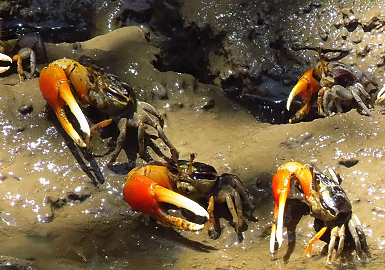 crabs.jpg