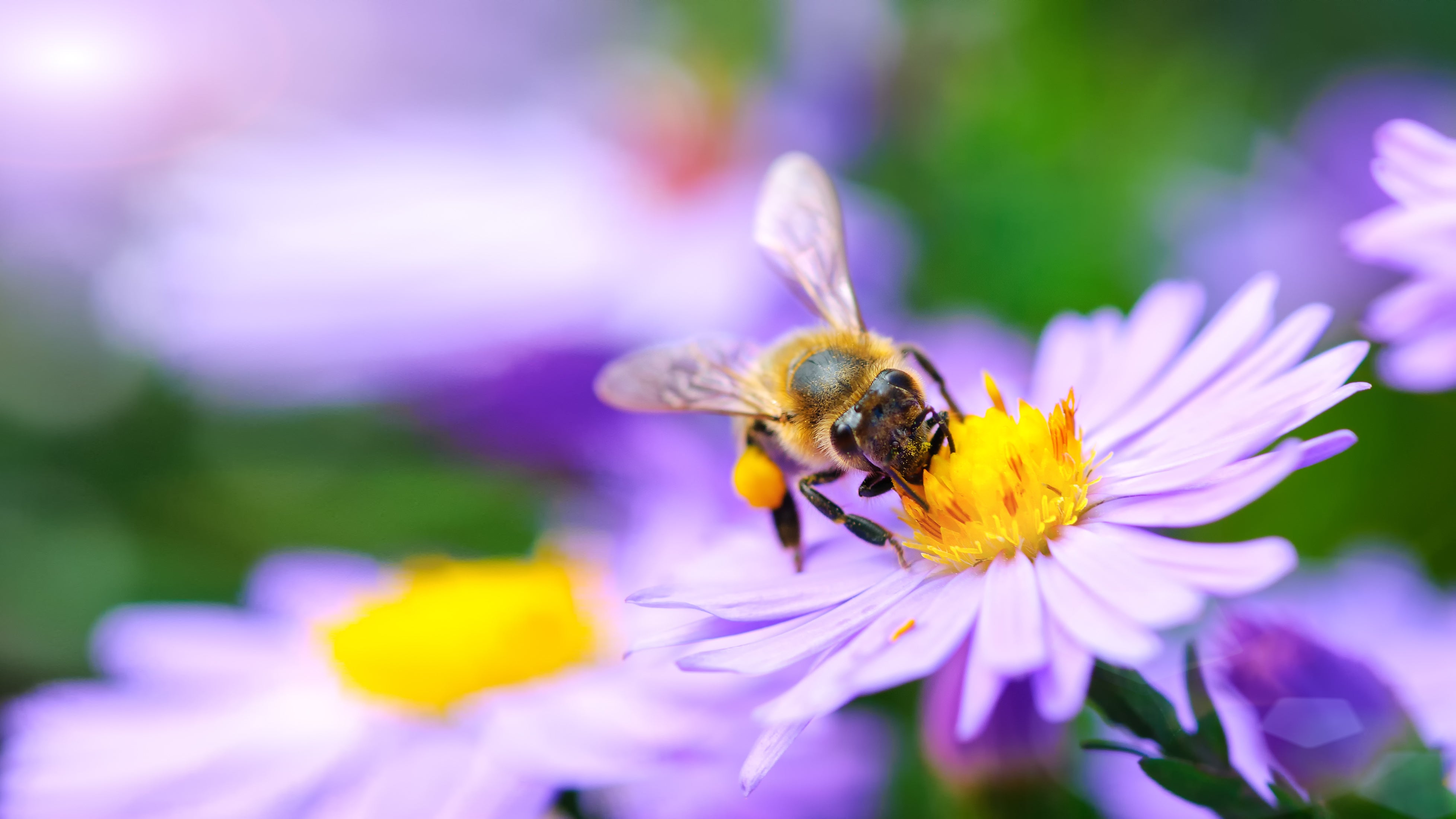 bee visiting a big open purple flower