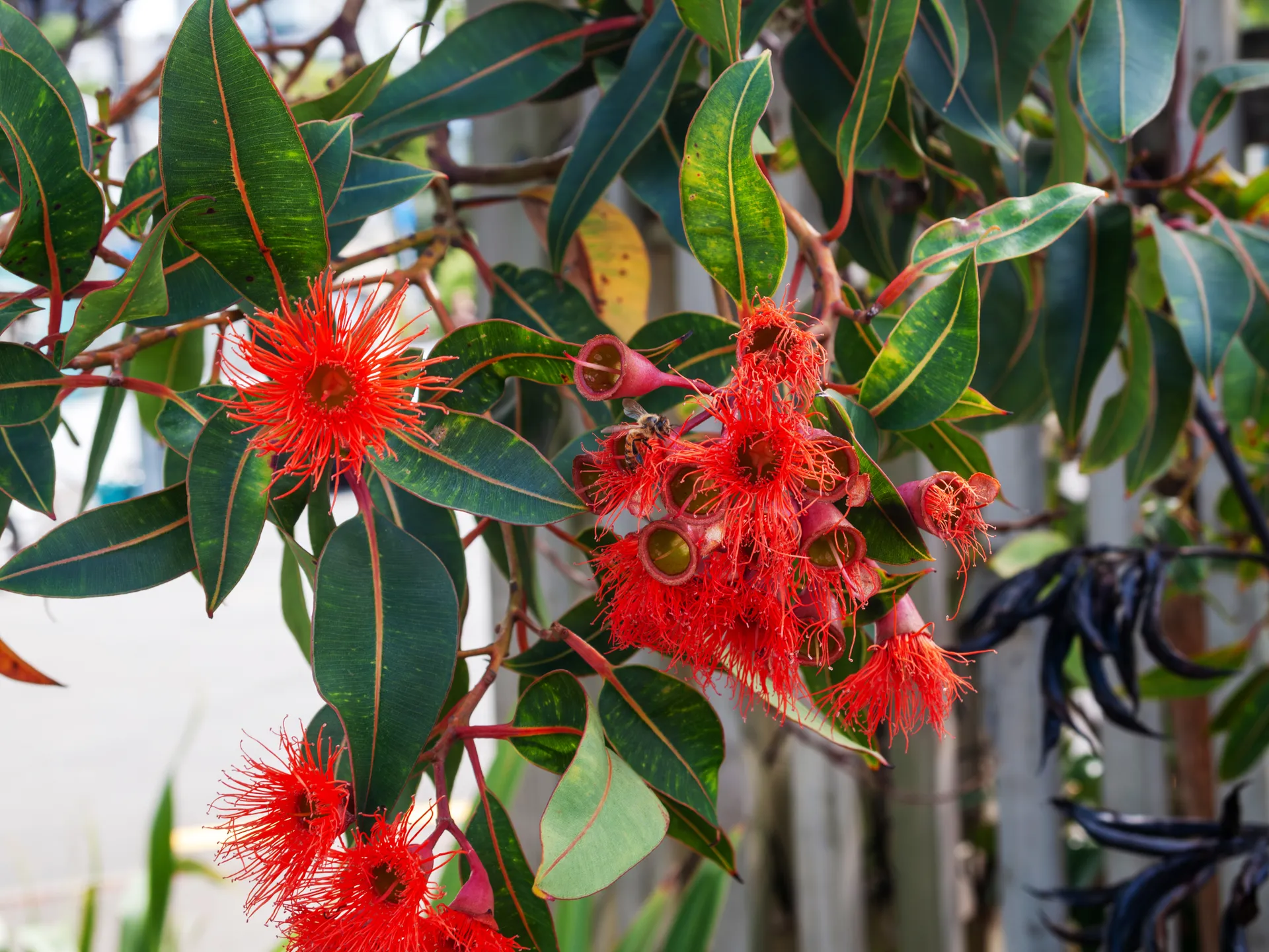 Corymbia Ficifolia