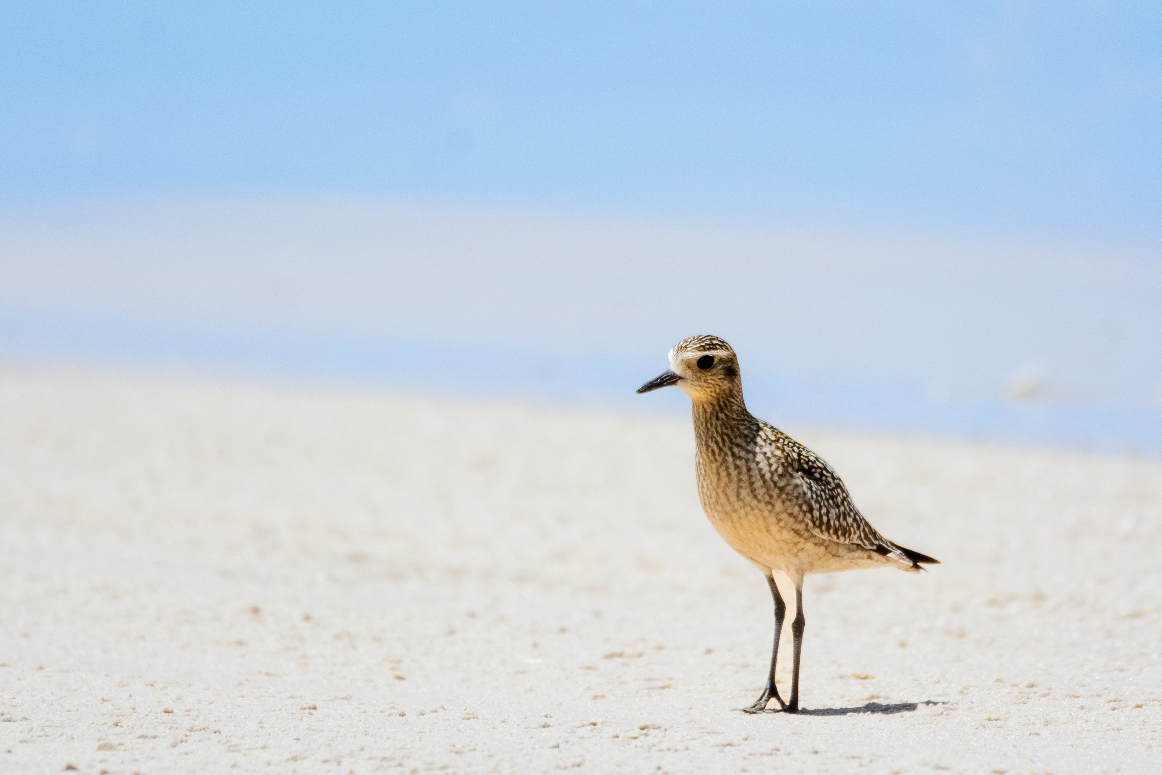 Shorebird Festival - Pacific Golden Plover. 