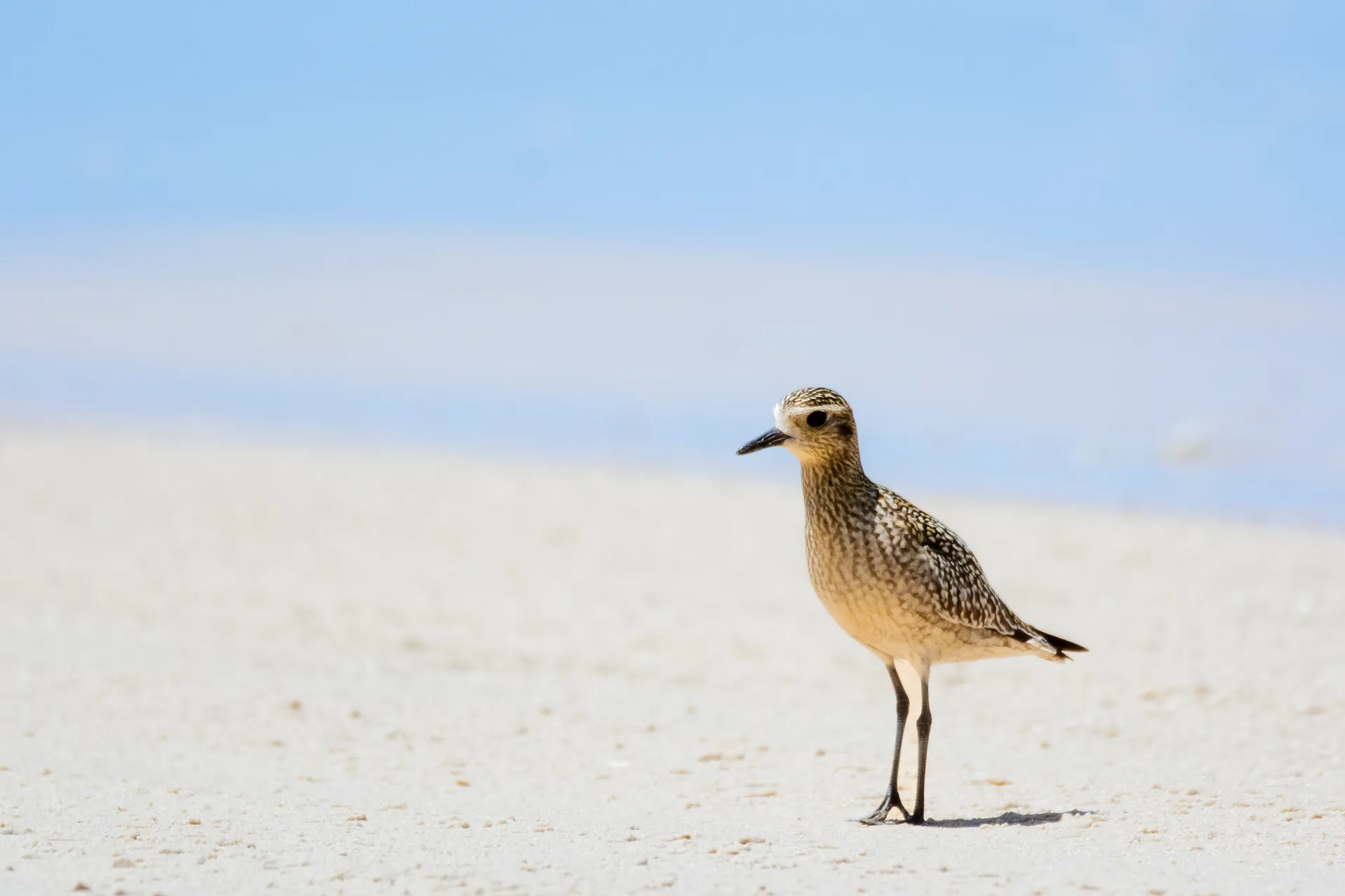 Shorebird Festival - Pacific Golden Plover.