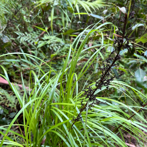 Saw Sedge Gahnia clarkei 1 square - SR.png