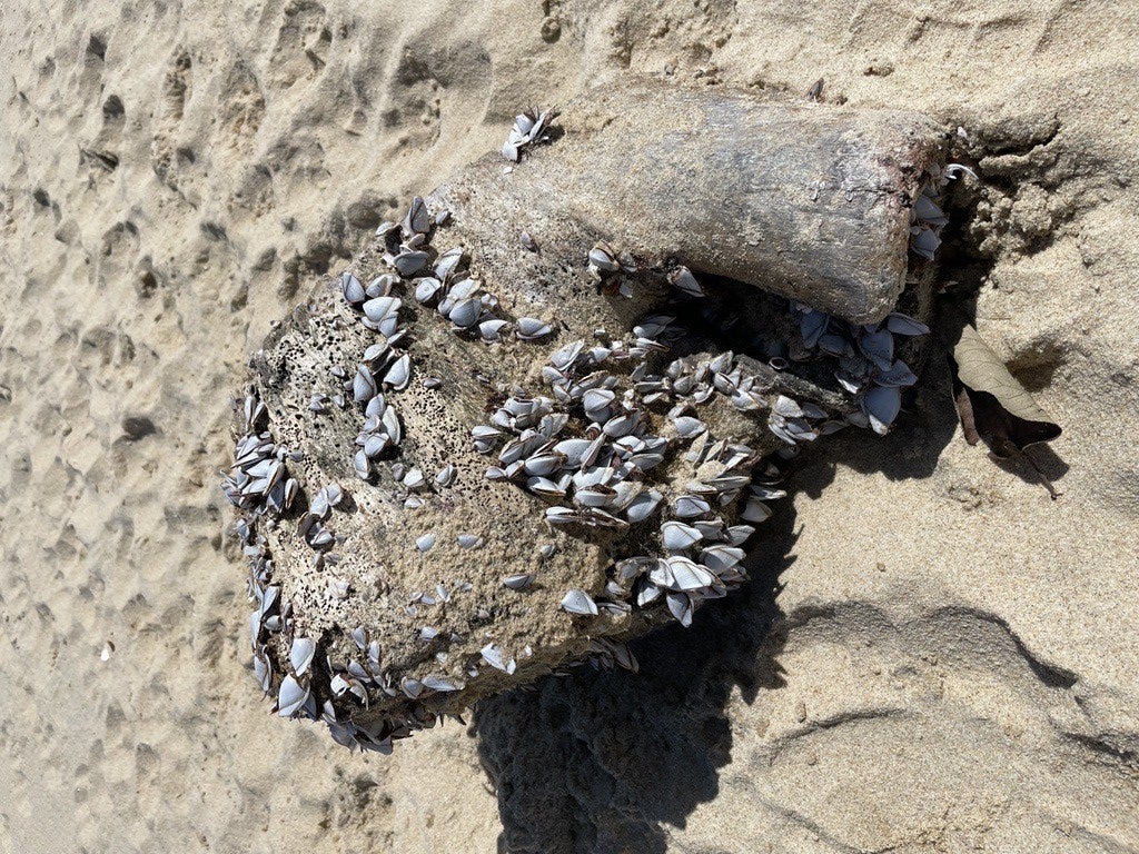 Goose barnacles attached to wood
