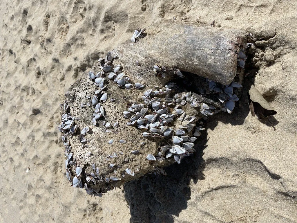 Goose barnacles attached to wood