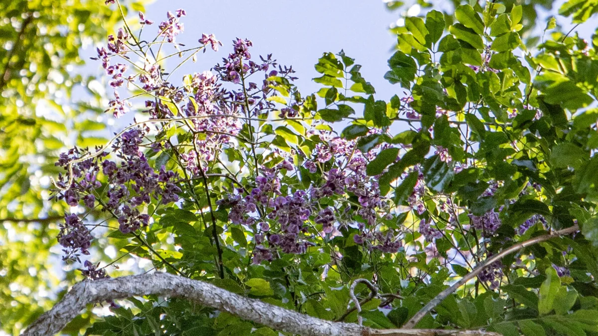Native Wisteria, Callerya megasperma