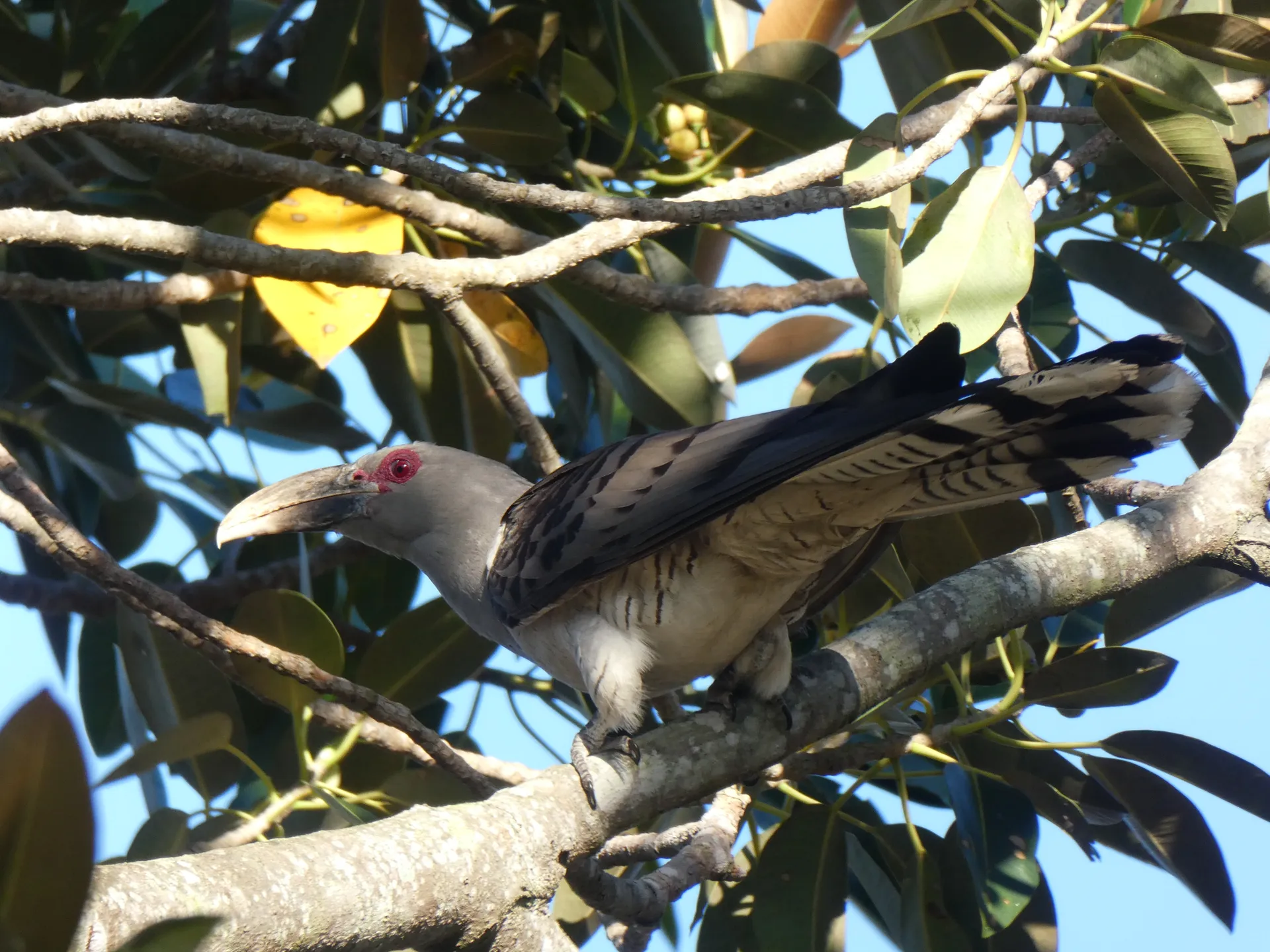 Bird in a tree by Oliver Mitchell