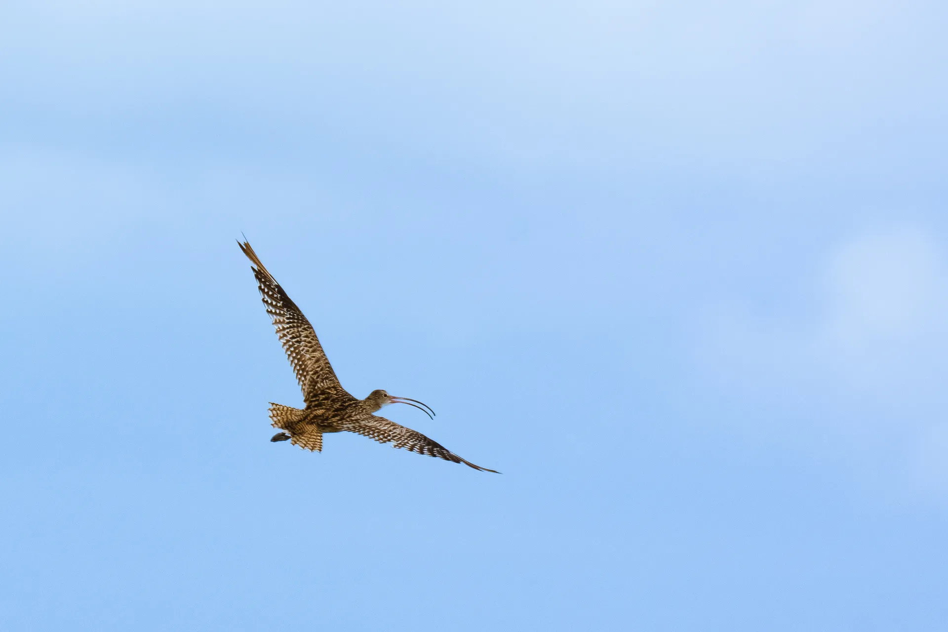Eastern curlew flying.