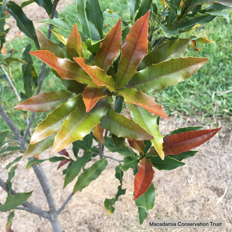 Macadamia ternifolia