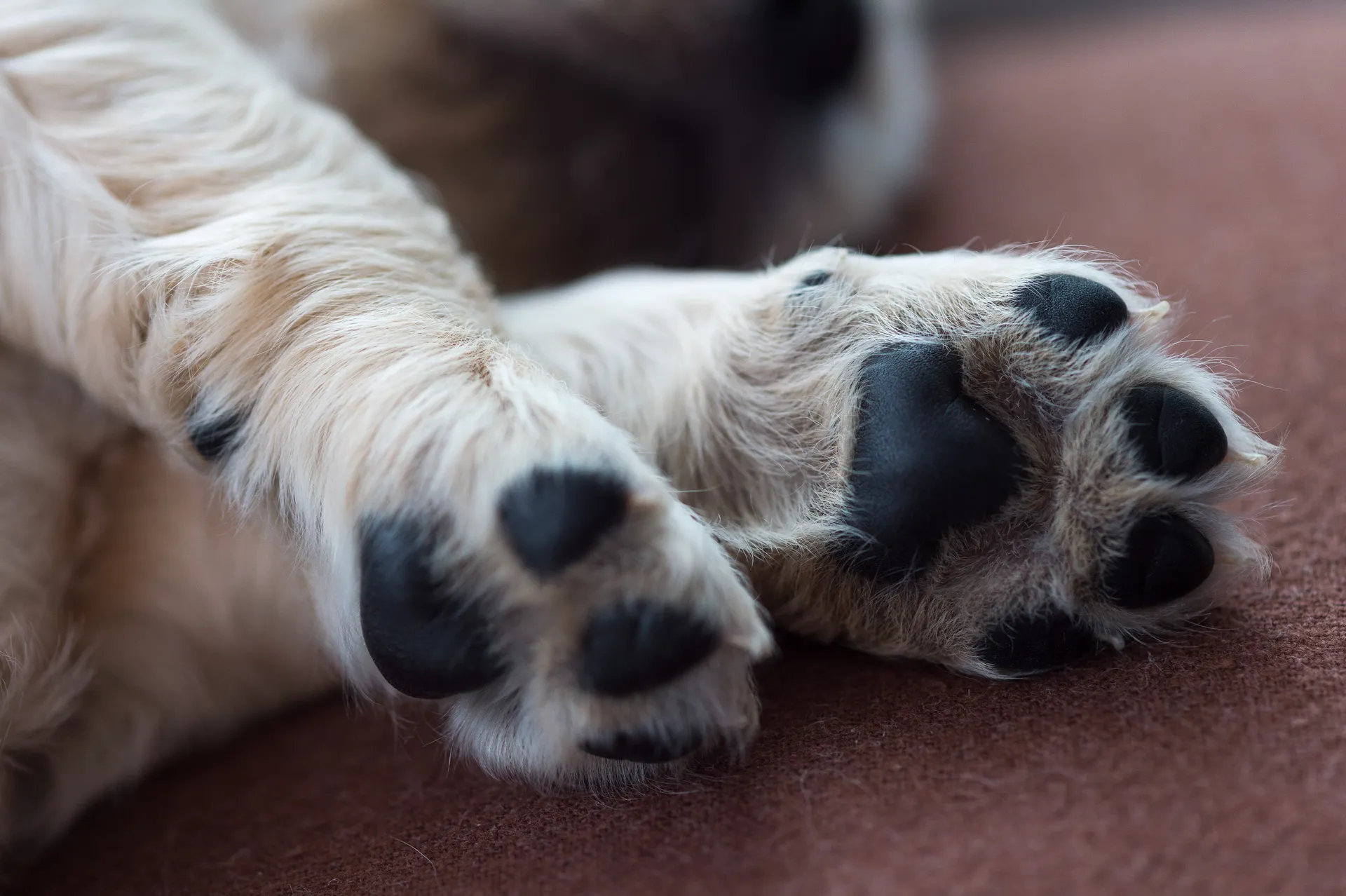 dog paws
