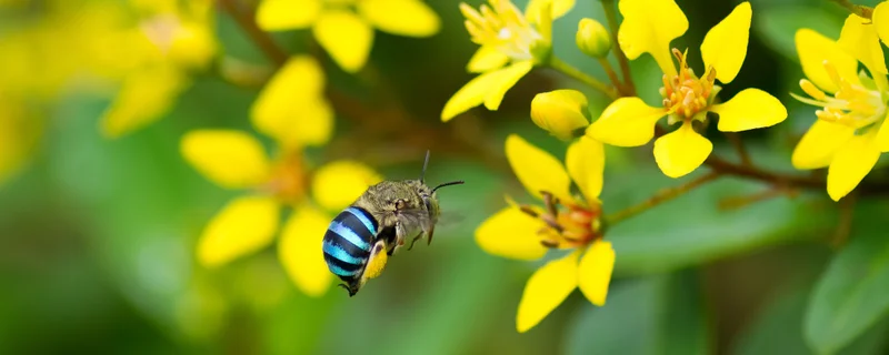 Native Beekeeping 101