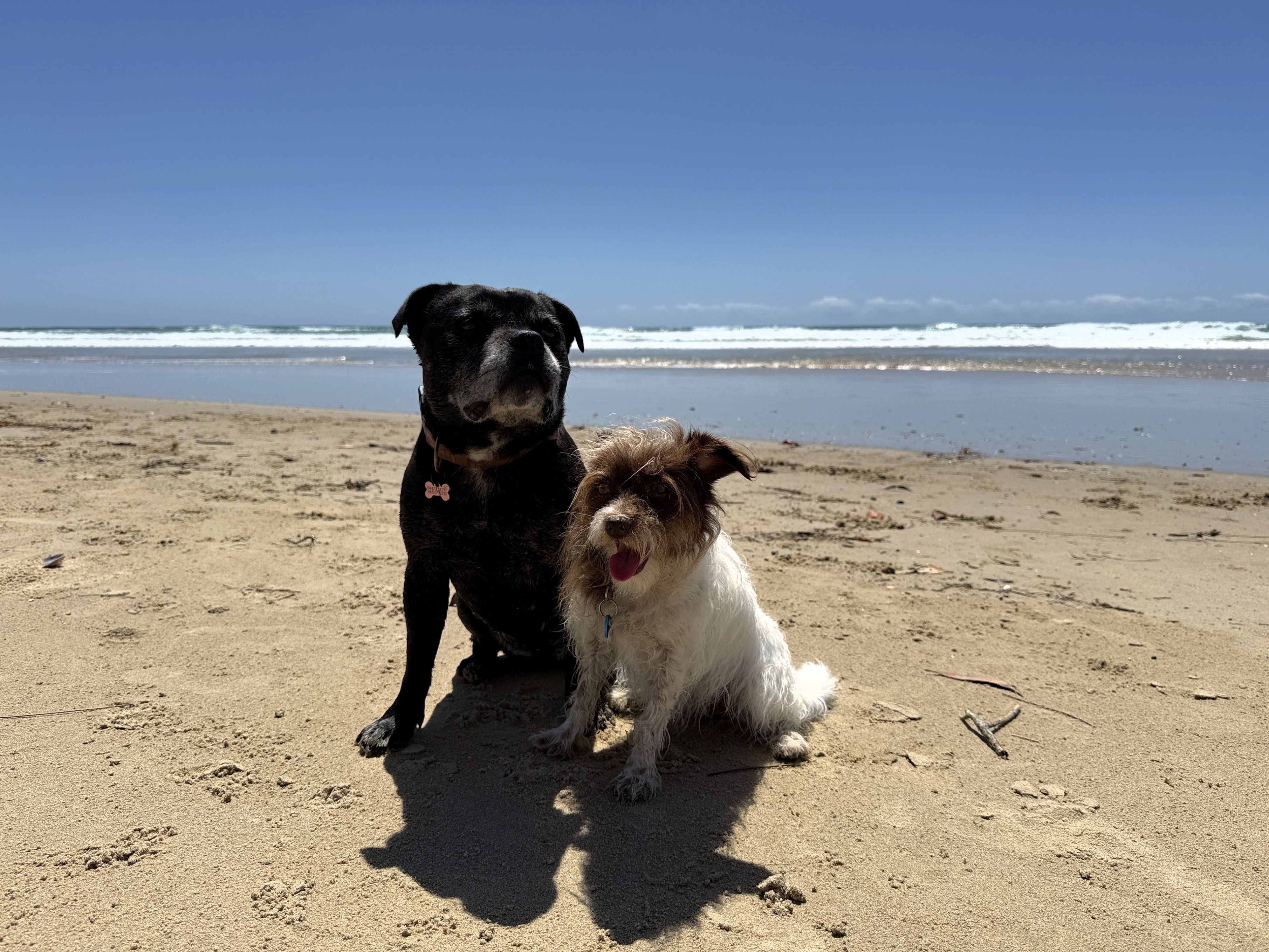 Two small dogs enjoying the off leash beach at Stumers Beach