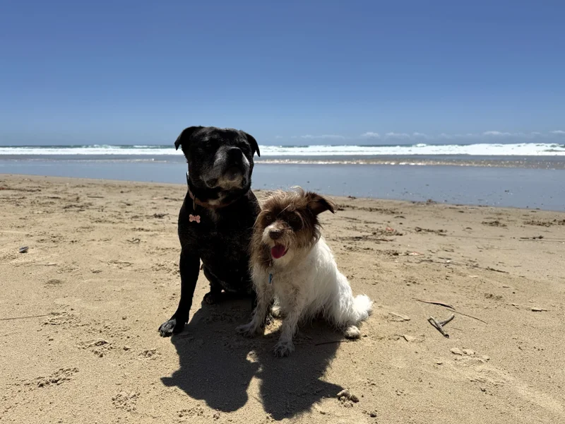 Two small dogs enjoying the off leash beach at Stumers Beach