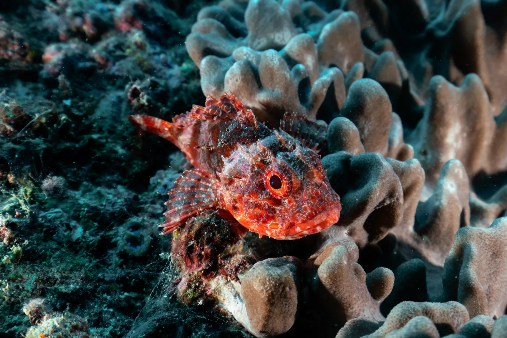 Marine Bioblitz Ste Everington