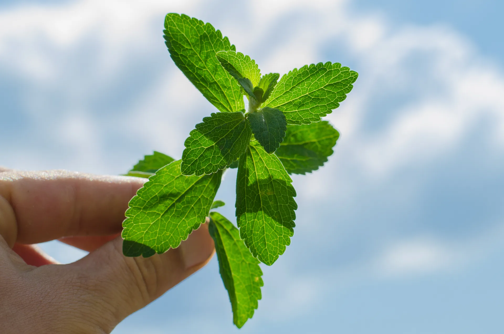stevia the sugar plant