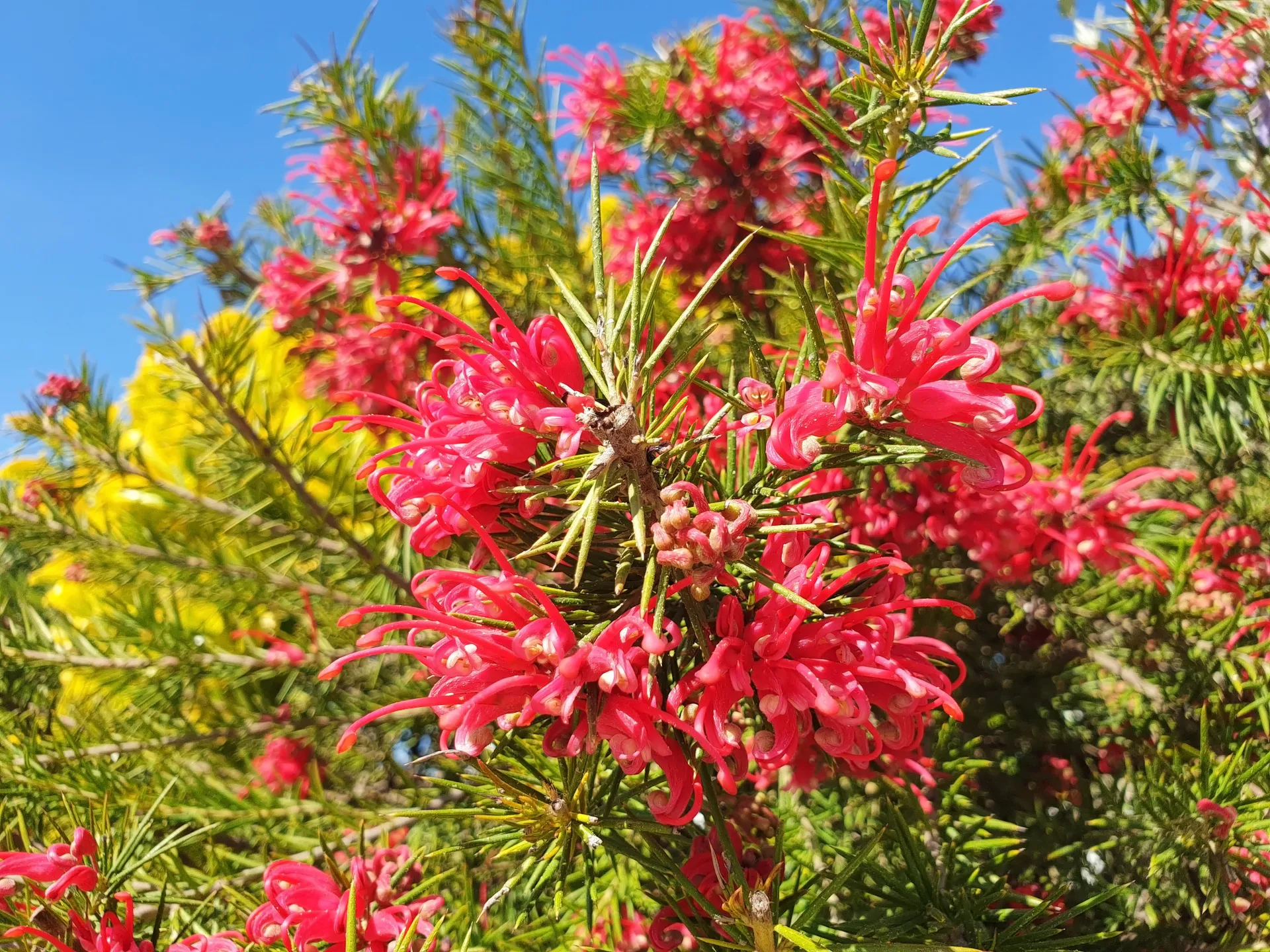 Bush of red flower grevillea rosmarinifolia or grevillea juniperina blooms against the blue sky