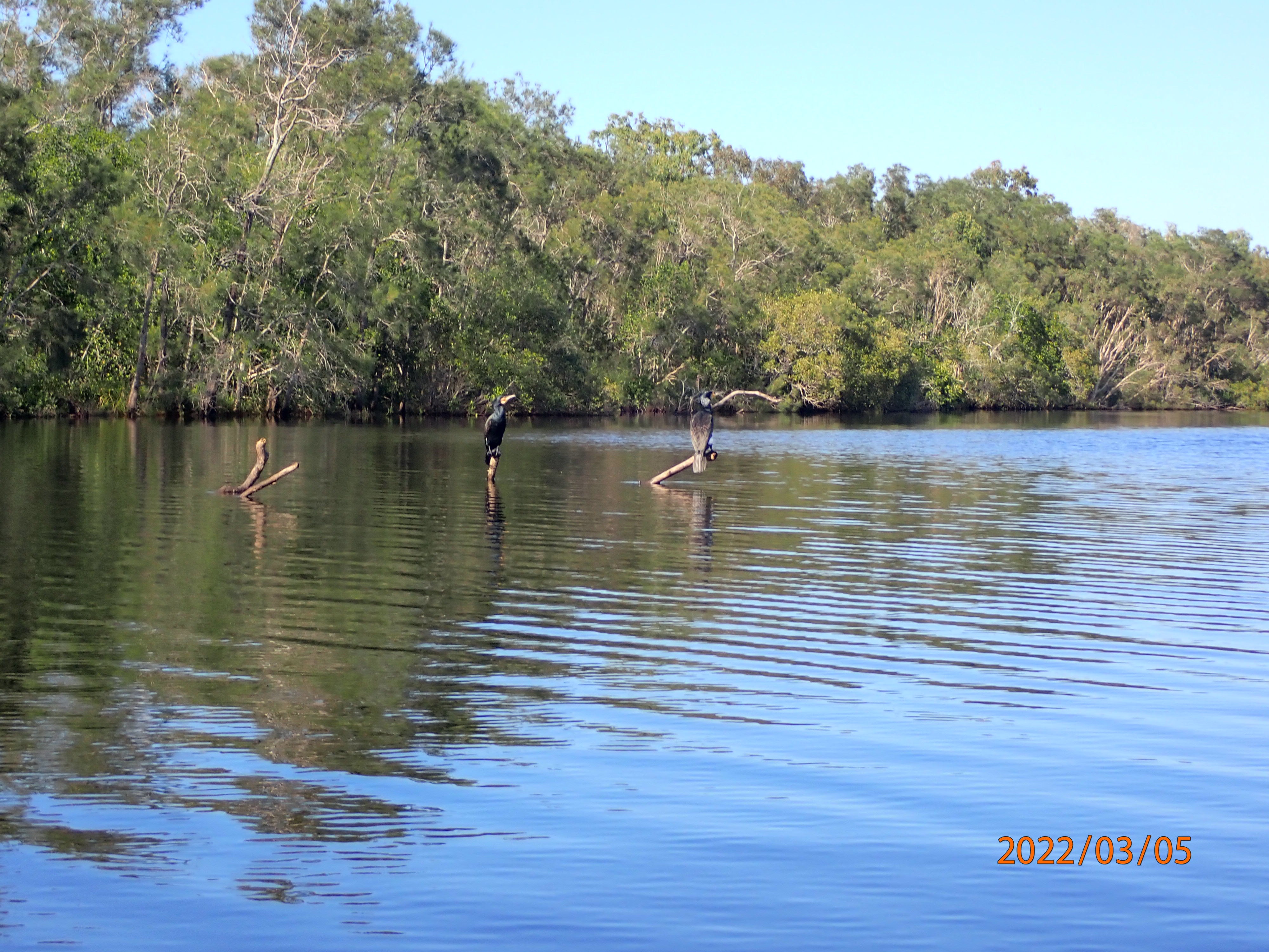 Cormorants at Lake Weyba. Photo courtesy of Jane Powell.