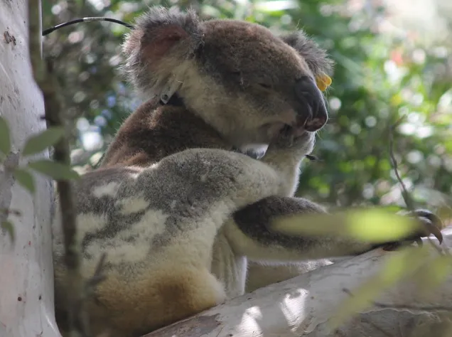 koala in tree