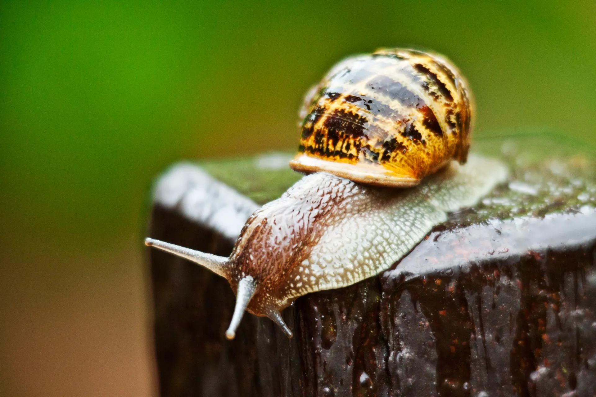 snail on a wooden post