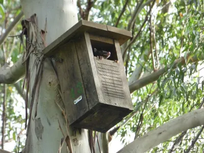 Possum looking out of nest box