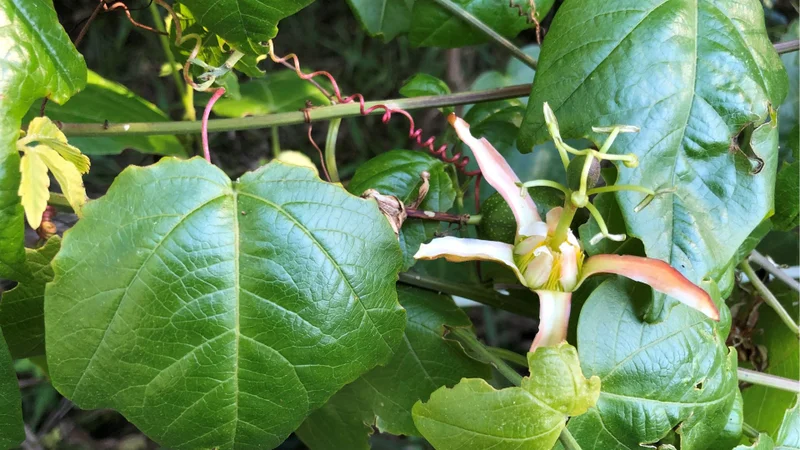 Red Passion Flower, Passiflora aurantia