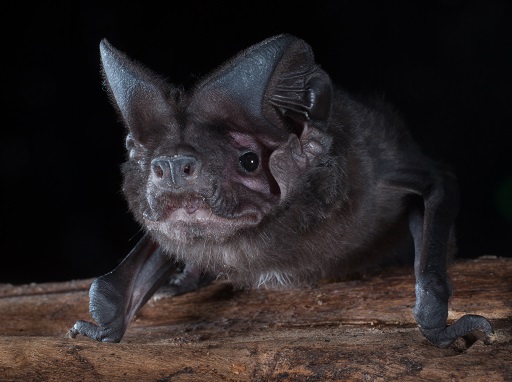 White-striped free-tailed bat | Sunshine Coast Council