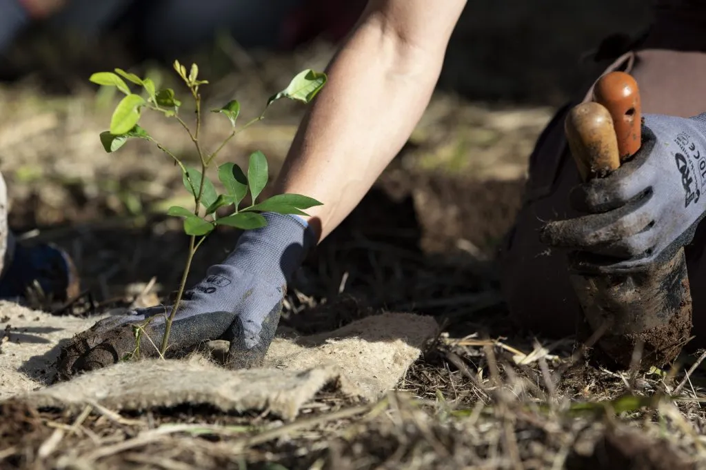 BushCare-planting-1024x681.jpg