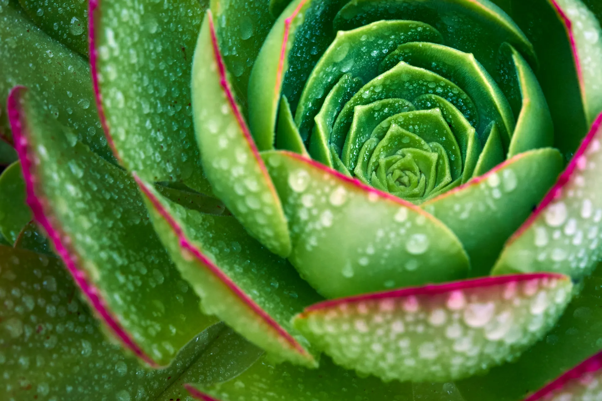 Succulent