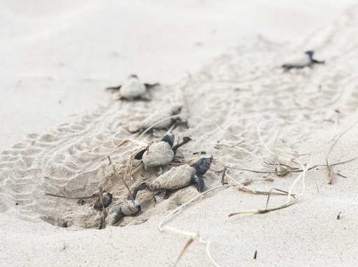 Eye in the sky plan to protect our endangered turtles | Sunshine Coast ...