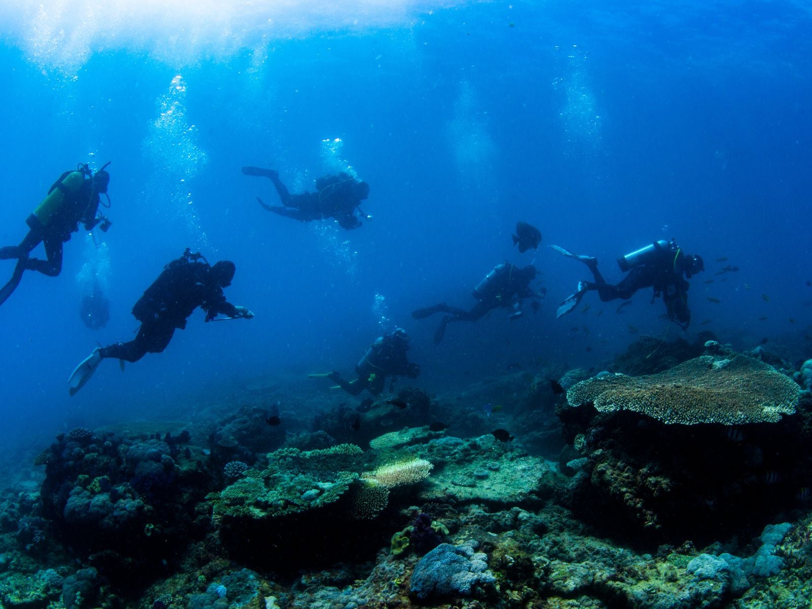 Scuba divers swim over a reef.